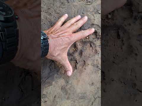 Rastro de onça-pintada enorme