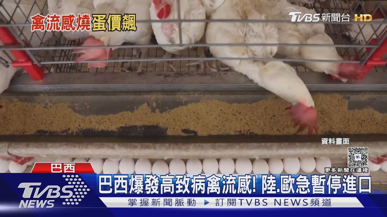 雞肉、蛋價恐再飆漲！巴西南部農場爆發「高致病性禽流感」