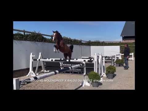 Quasido:QUASIMODO VAN DE MOLENDREEF x BALOU DU ROUET