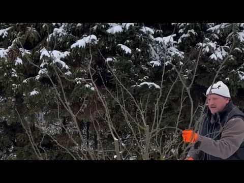 Przykład cięcia śliwki