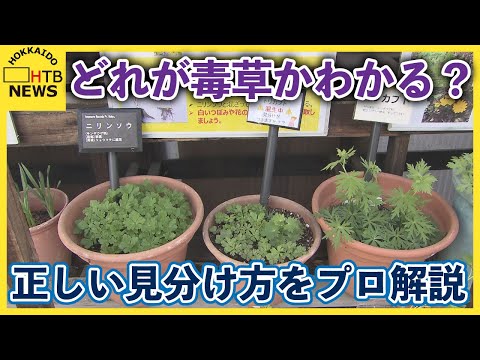 犬はサフランを食べても大丈夫ですか?