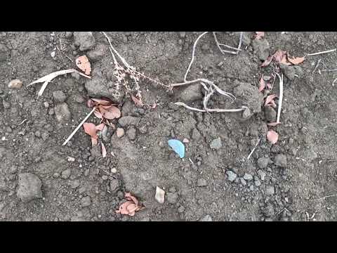 Stalingrad Jungle at Mamayev Kurgan