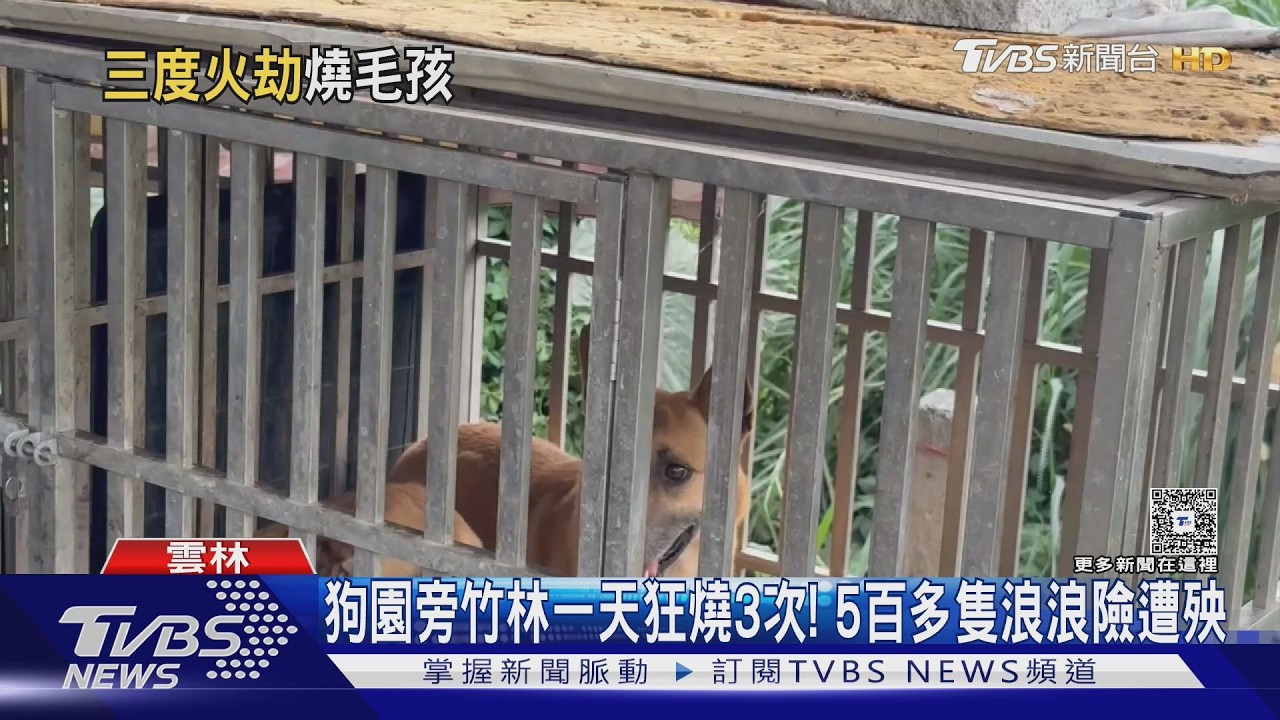 影音/同地點「早中晚各燒一次」!雲林竹林離奇火警 5百多隻浪浪險遭殃