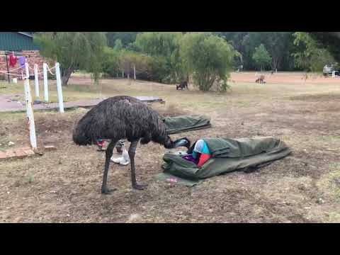 Emu attack!