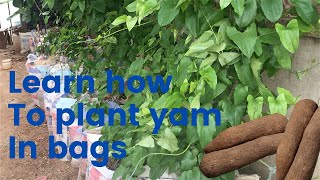 Step by step process how to plant yam in bags