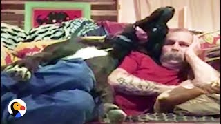 Great Dane cuddles with dad