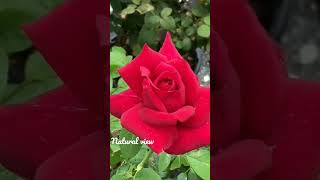 Download lagu do pal ruka khabo ka karwa do pal ruka ringtone Instrumental Relaxing music/Beautiful Rose mp3