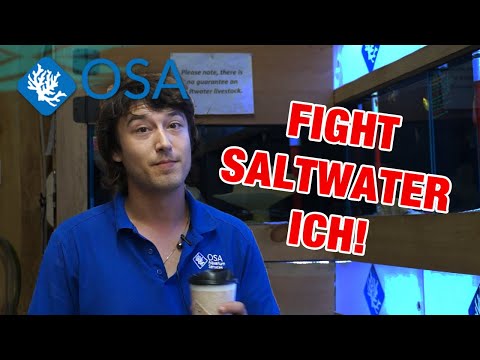 How do I DEFEAT Saltwater Ich?