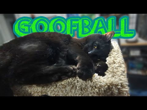 big Theo being adorable for 2 minutes