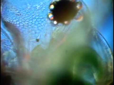 分子生命科学科 Daphnia magna - Clips