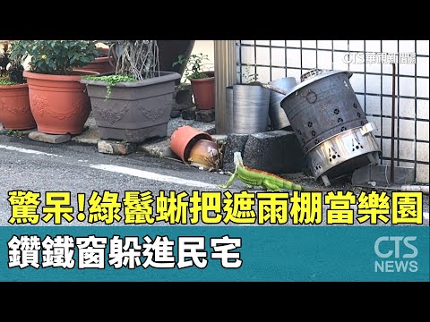 驚呆！綠鬣蜥把遮雨棚當樂園　鑽鐵窗躲進民宅