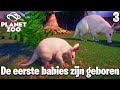 De eerste Babies worden geboren! | Planetzoo #3
