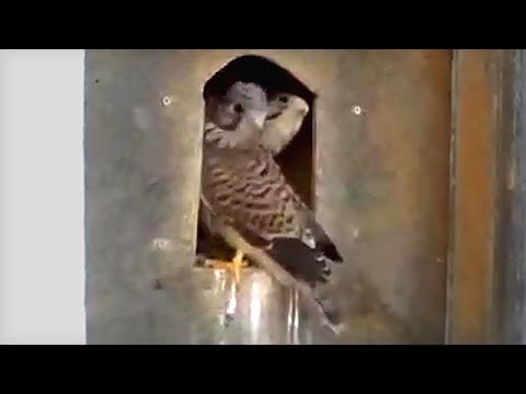 Turmfalken Beilngries - Geschwisterchen hilft dem Küken aus der Patsche - 29.06.2021