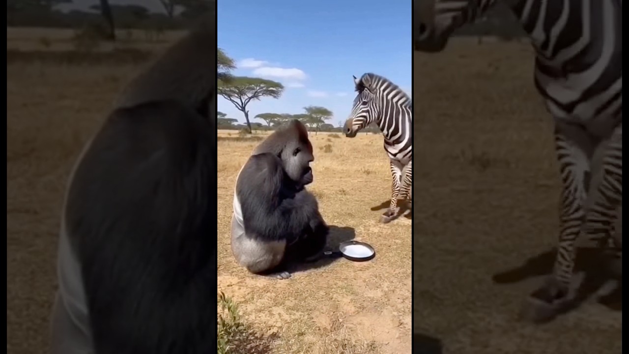 Gorilla Raises a Frying Pan — and an Elephant’s Trunk Comes Flying In