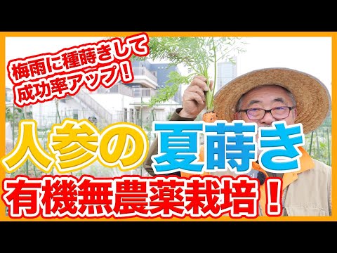 ニンジンの隣に何を植えますか?その理由は何ですか?  庭園