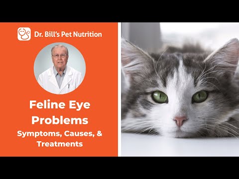 Feline Eye Problems | Symptoms & Causes | Dr. Bill's Pet Nutrition