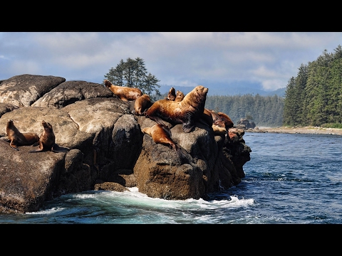 West Coast Trail - The Best Hike in the World - Full Documentary