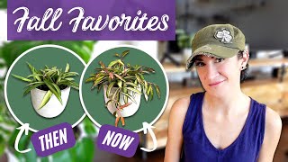Fall Houseplant Favorites 2022 | Amazing Fall Growth! | Comparing Houseplant Growth Before vs After