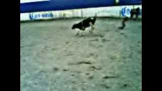 Jineteada de toro (boldy) BULL RIDING
