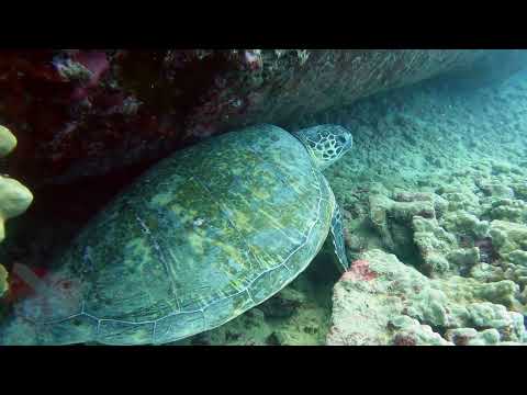Hawaii Scuba Diving -