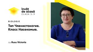  Тип Членистоногие. Класс Насекомые