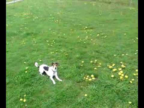 Youtube Video dVfJaGv_nuY