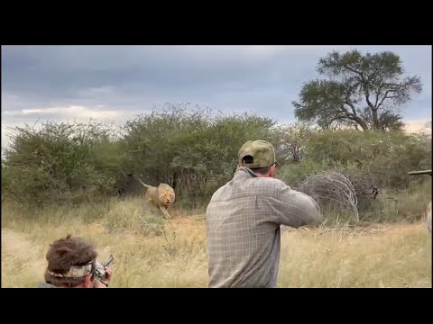 Male Lion Charge. Dangerous Game Hunting.