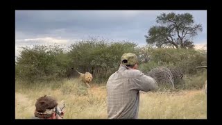 Male Lion Charge Dangerous Game Hunting