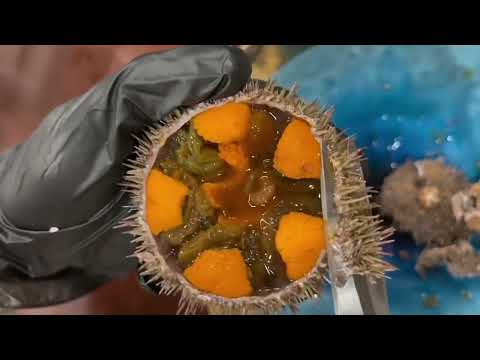 The right way to open sea urchin 海胆正确的打开方法！