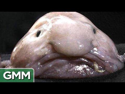 download lagu mp3 mp4 Ugly Animals, download mp3 Ugly Animals free download, download mp3 Ugly Animals