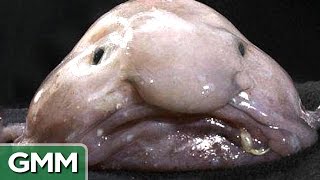 Top 5 Ugliest Animals - RANKED