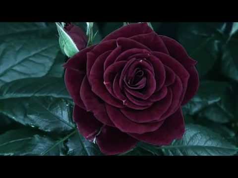 ALL IN - Il fiore e la roccia [Official Video]