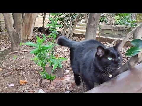 The Bobtail Black Cat Meowing for Petting is Incredibly Cute.