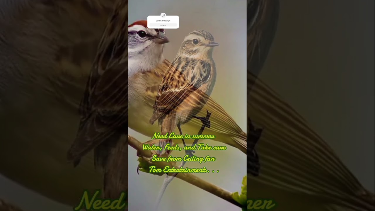 Save the Birds life during Summer Season | sparrow sparrow sound #netflix #foryou #ytshorts #viral