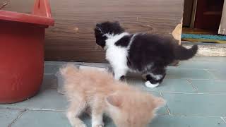 Kucing ABG punya 4 anak 😁