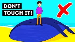 Why Dead Whales Are So Dangerous?