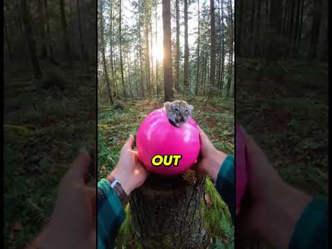 😭🐯I Saved A Baby Tiger While Bowling... 😭🎳#animals #animalrescue