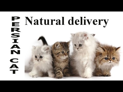Persian cat giving birth to four kittens (Natural delivery )