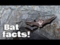 Bat Facts for Kids | Classroom Edition Animal Learning Video