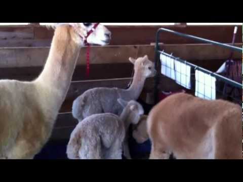 Alpaca Video 5