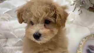 ハーフ犬の動画01