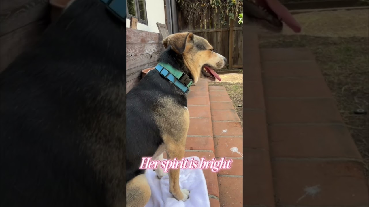 Maggie, a ADOPTABLE mixed breed in Burbank, CA video 5/5