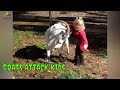 Goats Headbutting Babies And Kids Kids Vs Goats