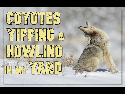 Coyotes howling in my field at night