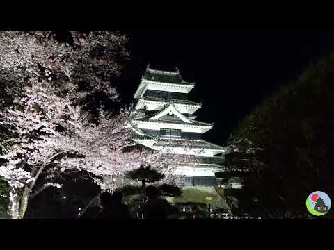 Walk through the Sakura at Matsumoto Castle: The Night Time Cherry Blossoms Festival