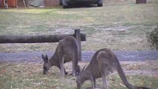 preview picture of video 'Australia - Kangaroos at Grampians Halls Gap Caravan Park'