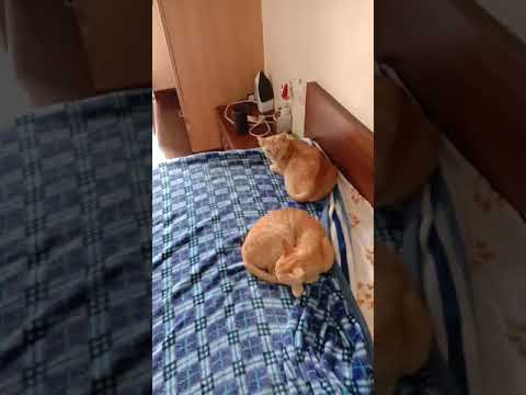 Naughty catties in house