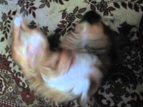 dog named karma dances