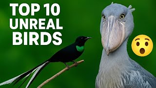 Top 10 Unique Birds in the World  | Amazing Nature