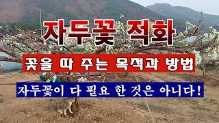 [텃밭농부 2,193]  자두꽃 적화하는 목적 및 방법! #자두재배